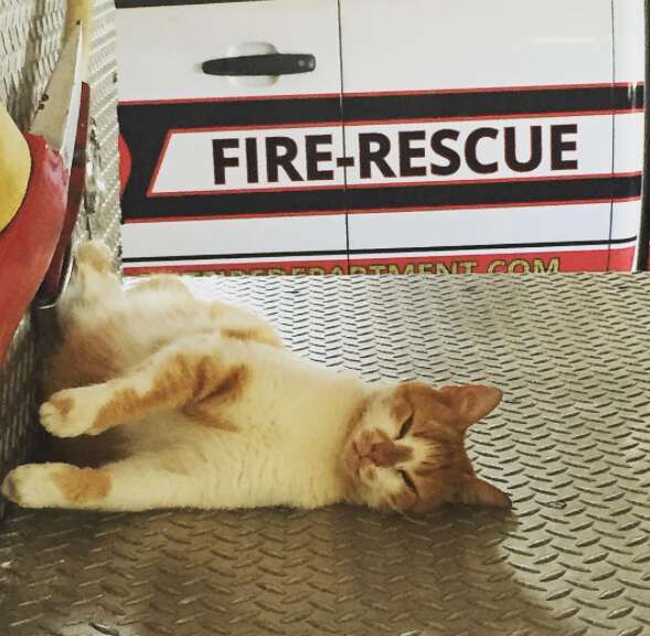 Rescue cat on fire truck