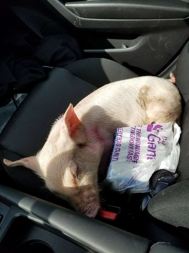 Piglet saved from highway