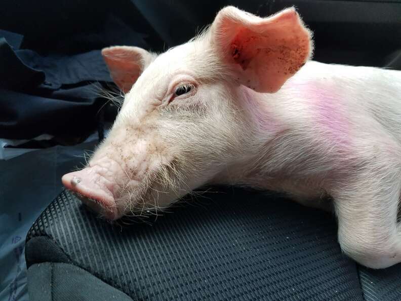 Piglet saved from highway