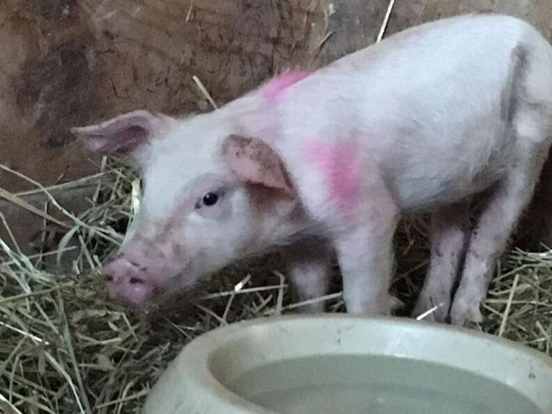 Piglet saved from highway goes to sanctuary