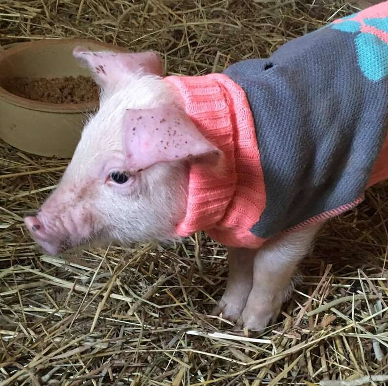 Piglet saved from highway in dog sweater