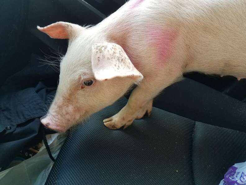 Piglet saved from highway