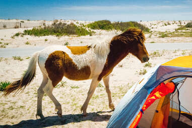 Assateague National Seashore