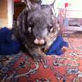 Weak Little Wombat Was Hiding The Saddest Secret Inside His Body
