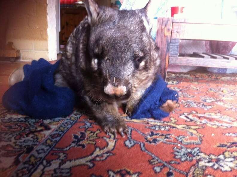 Rescued wombat