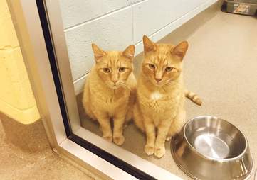 Senior cats left at shelter