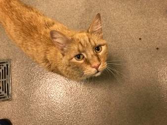 Senior cat left at shelter