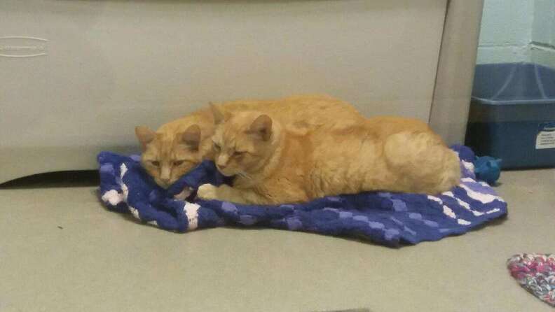 Senior cat brothers left at shelter