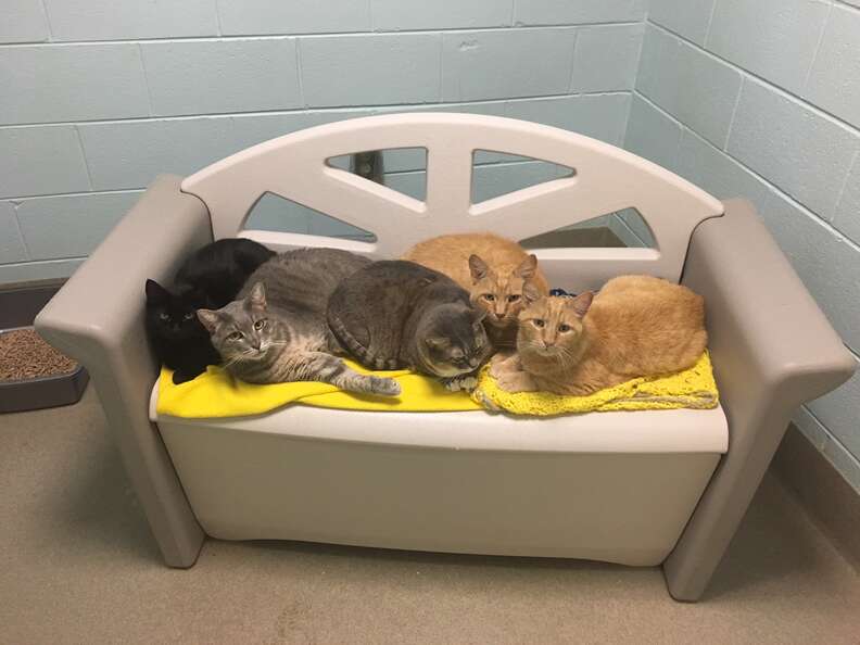 Senior cat brothers with other adoptable cats at shelter