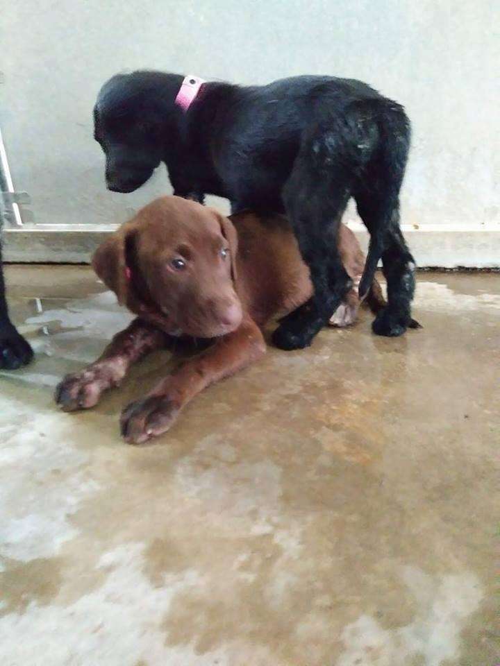 rescue puppies