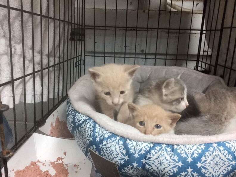 rescue kittens in crate