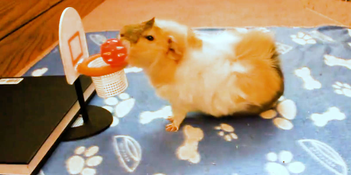 Guinea Pigs' Mom Teaches Them The Coolest Tricks - Videos - The Dodo