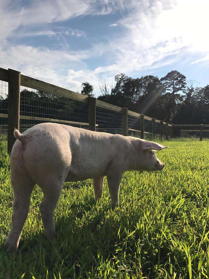 Rescue piglet in grassy field