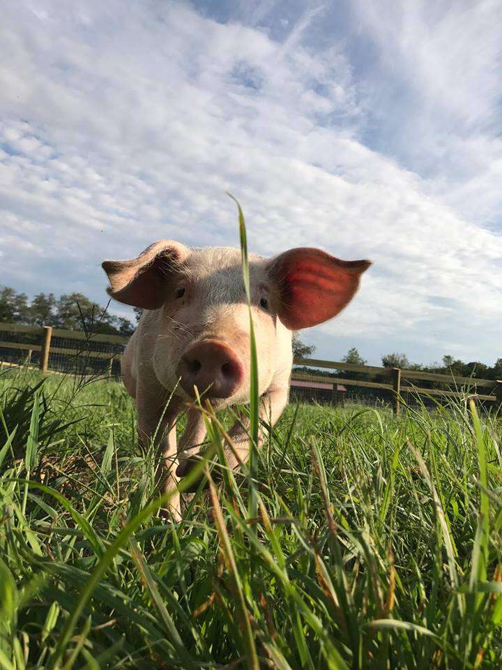 Piglet in grassy field