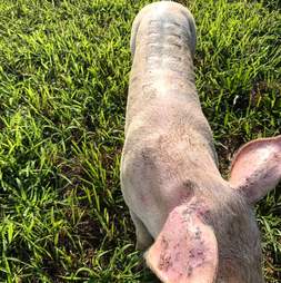 Pig with scars on her back