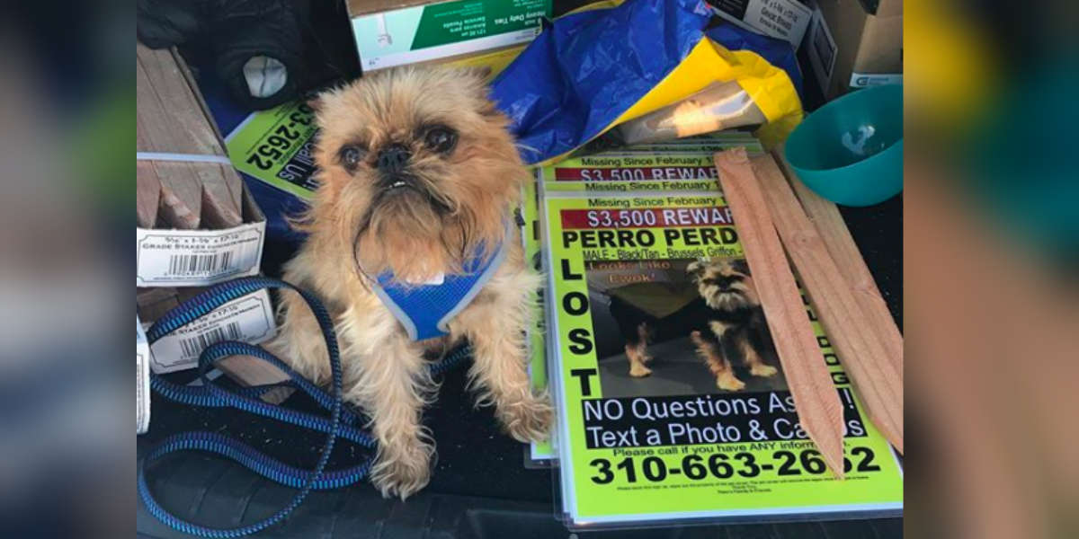 how to find a lost dog at night