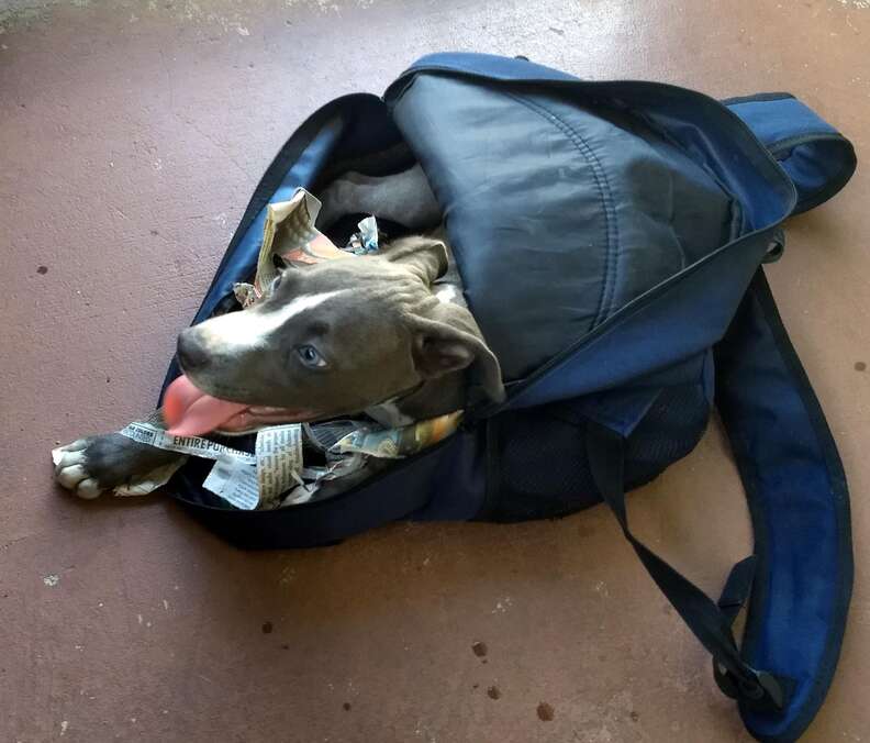 pit bull puppy found in backpack