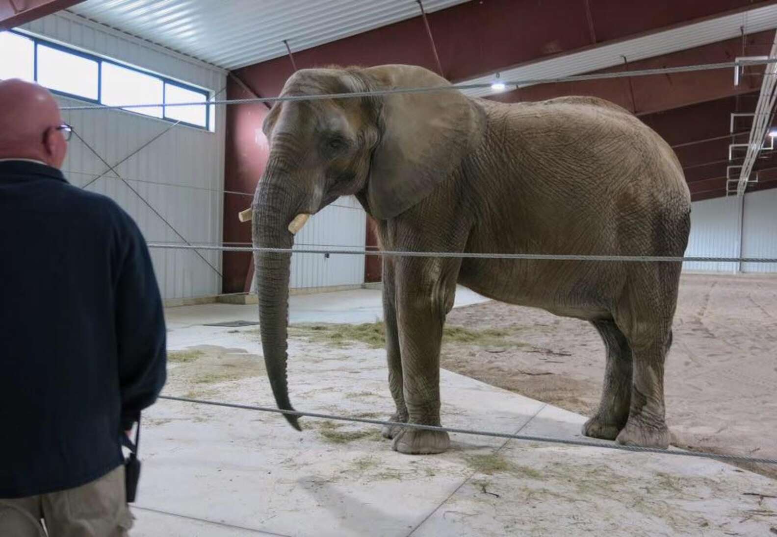 Zoo Forces Elephant To Have Baby She Can't Properly Raise - The Dodo