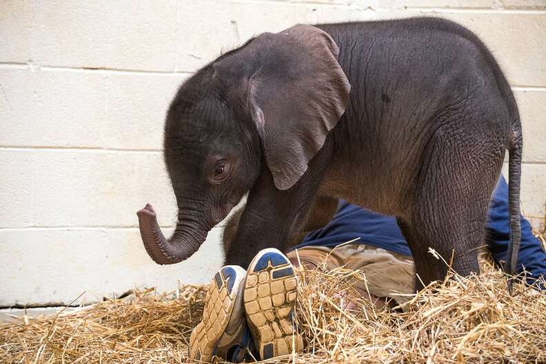 Baby elephant in straw