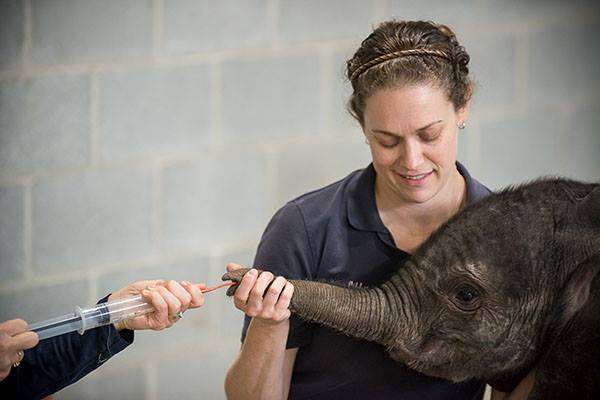 Zoo Forces Elephant To Have Baby She Can't Properly Raise - The Dodo