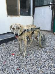 dog with addiction saved by vet