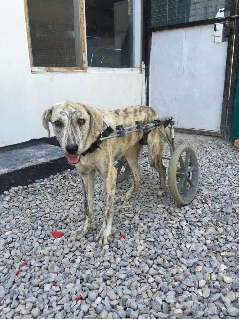 dog with addiction saved by vet