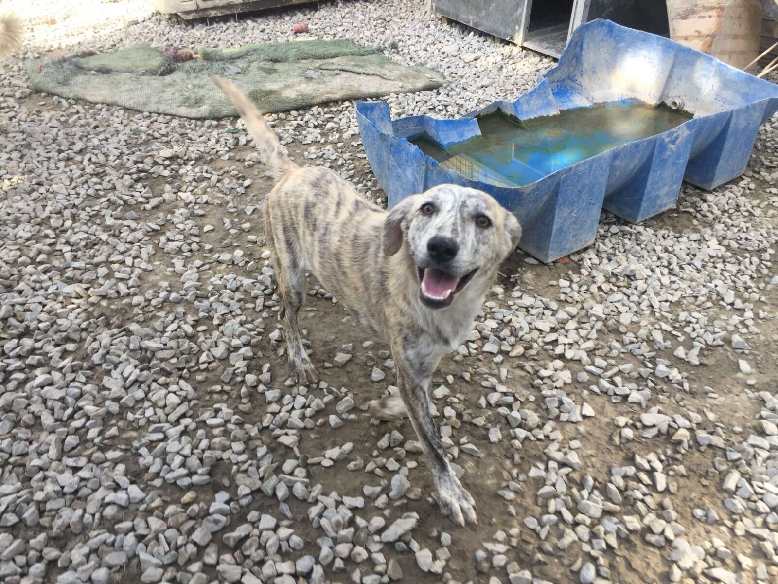 dog with addiction saved by vet