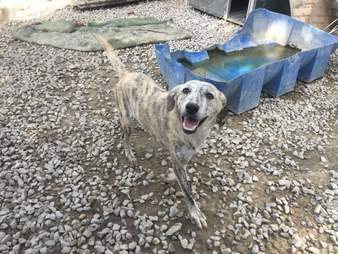 dog with addiction saved by vet