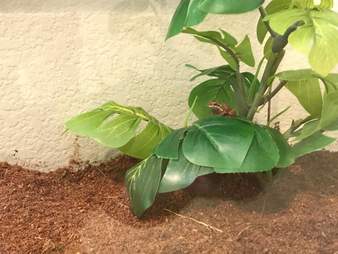 Frog saved from salad