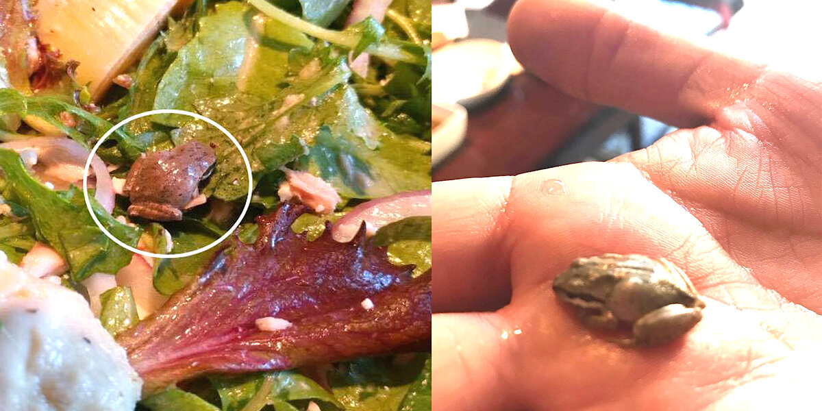 Woman finds frog in salad, keeps it as pet