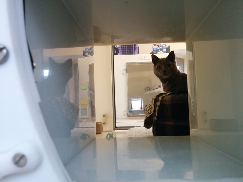 Cat Who Has Watched 92 Other Cats Get Adopted Still Needs A Home The Dodo