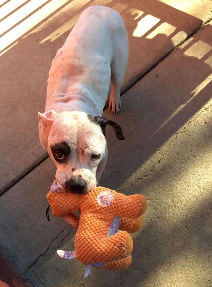 Rescue dog with stuffed toy