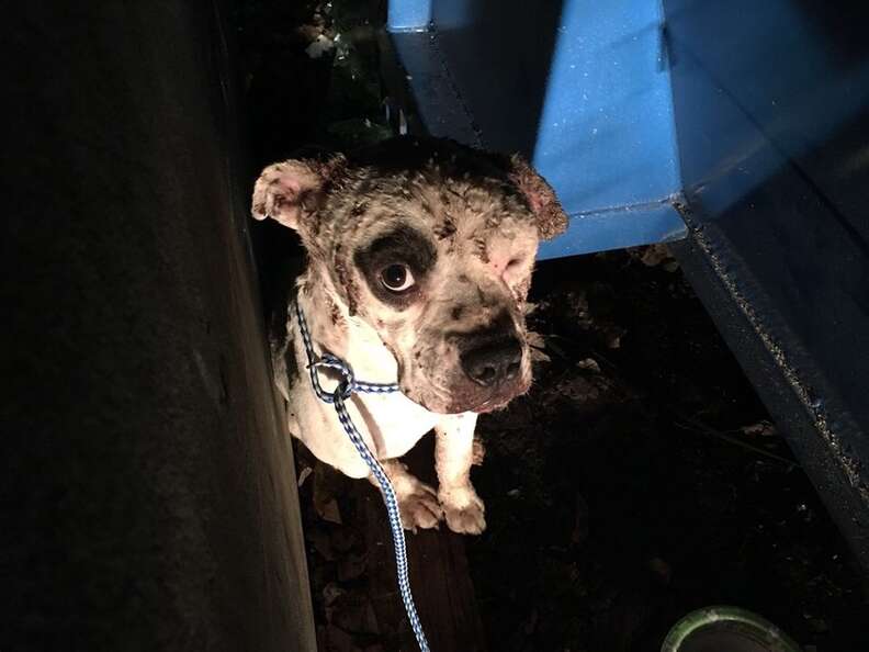 Wounded dog behind dumpster