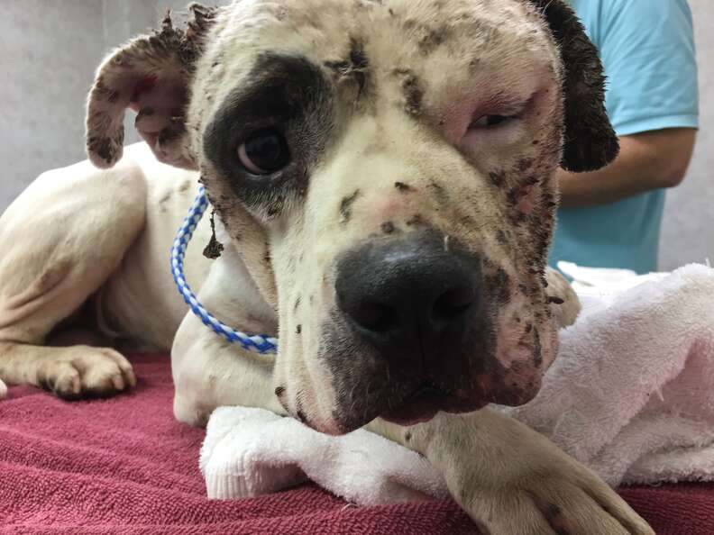 Injured dog at vet