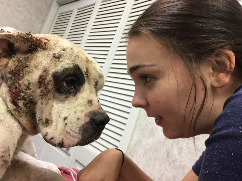 Woman with injured street dog
