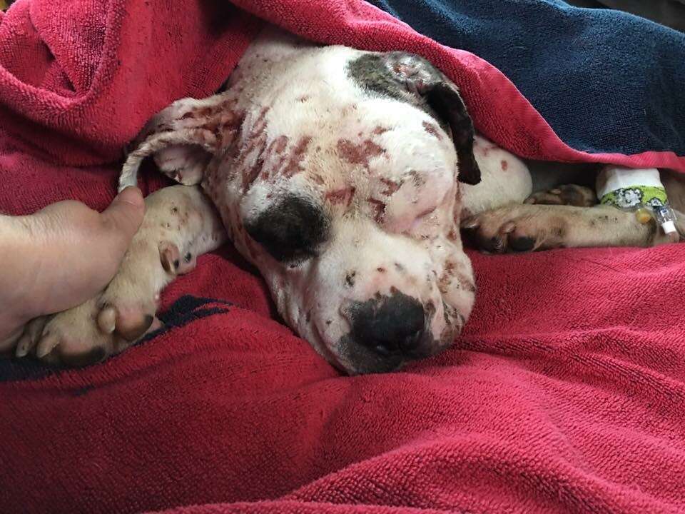 Rescued dog wrapped in blanket