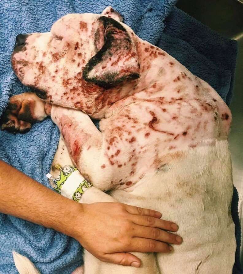 Dog covered in bite wounds