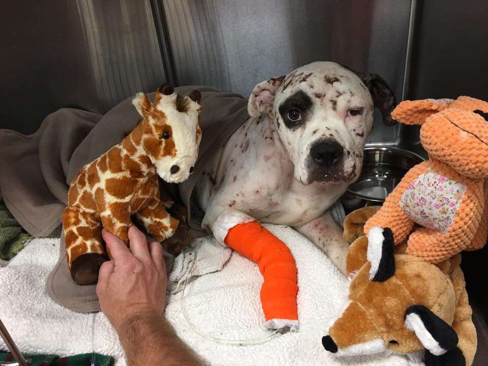 Rescue dog with stuffed toys