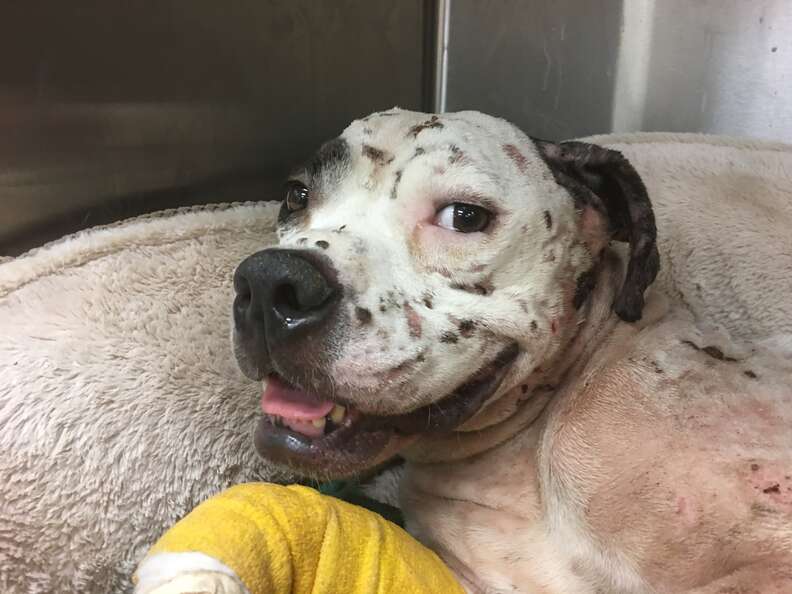 Rescue dog smiling