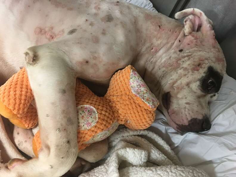 Rescue dog snuggling with toy