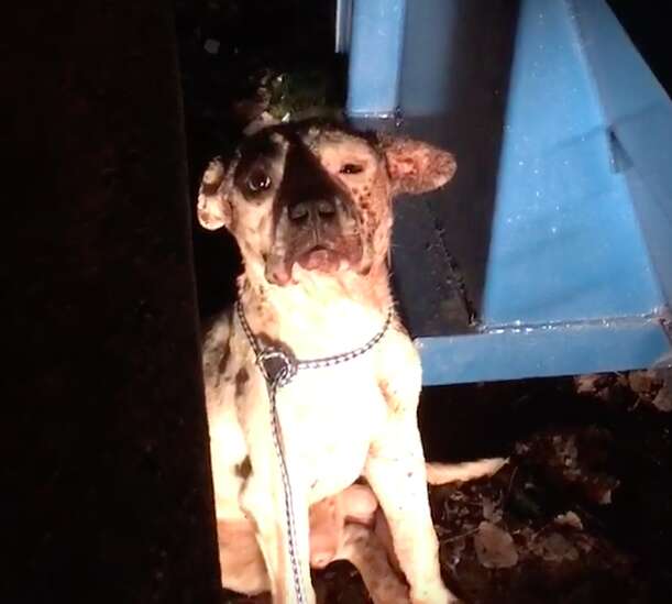 Injured dog behind dumpster