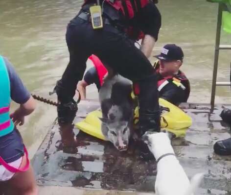 pet pig rescued from hurricane floods