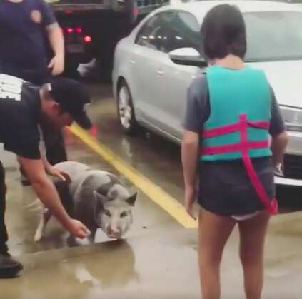 Pig saved from hurricane