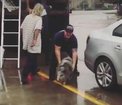 Pet pig rescued from hurricane