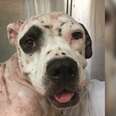 'Bait' Dog Found Covered In Bites Gives Rescuers His First Smile