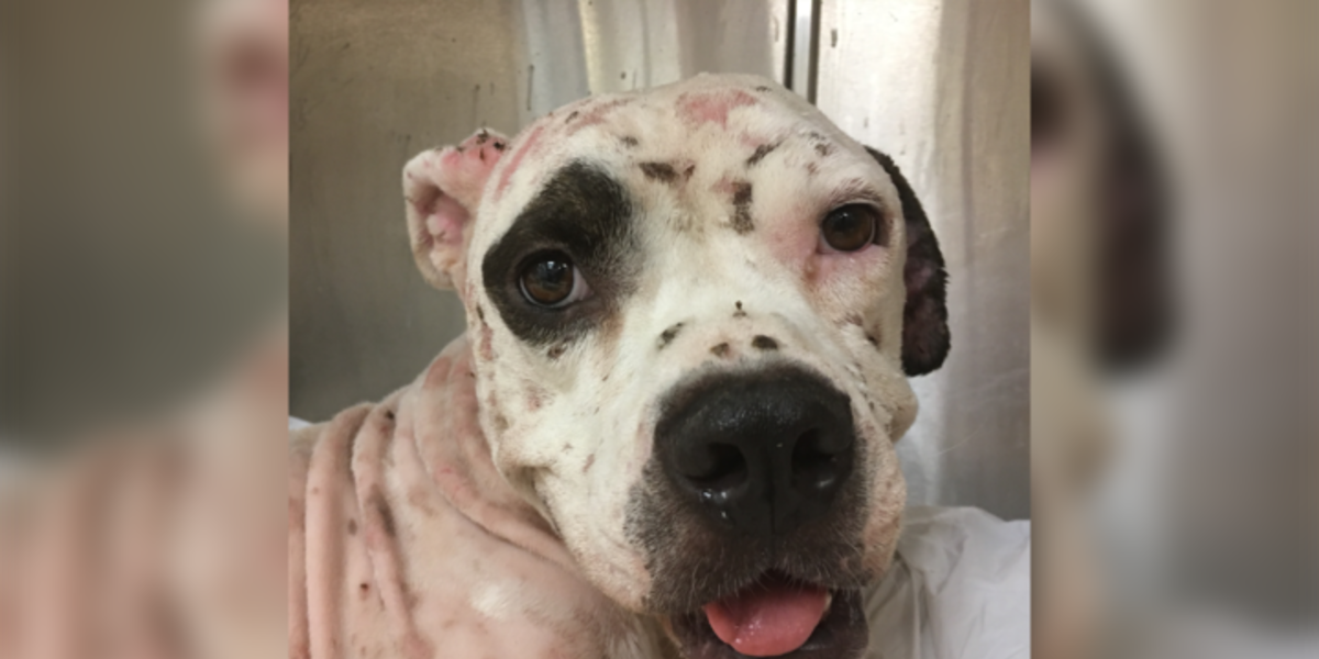 Bait Dog Found Covered In Bites Smiles 
