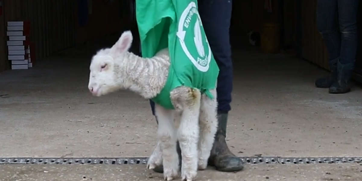 Rescued Lamb Learns To Walk Videos The Dodo