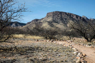 a path leading through bare trees to a mountain