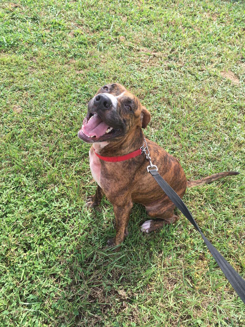 Woman Gives Dying Shelter Dog His Very First Home - The Dodo