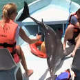 Dolphin Jumps Right Into People's Boat